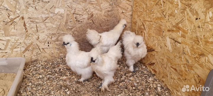 Петух китайский шелковый