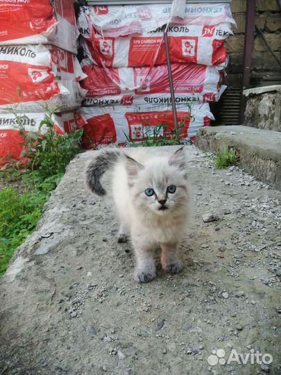 Кошечка в добрые руки