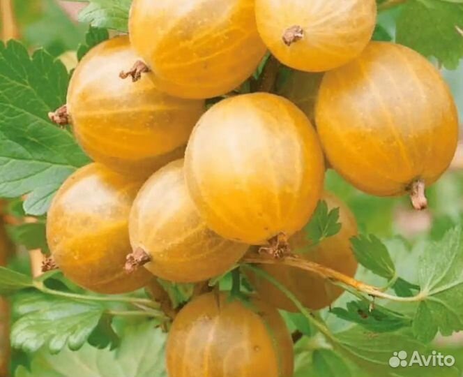 Саженцы Крыжовника Русский желтый