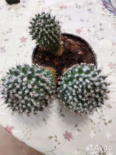 Кактус