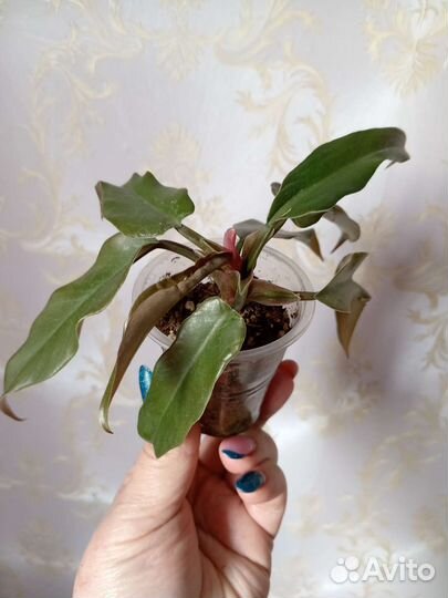 Филодендрон