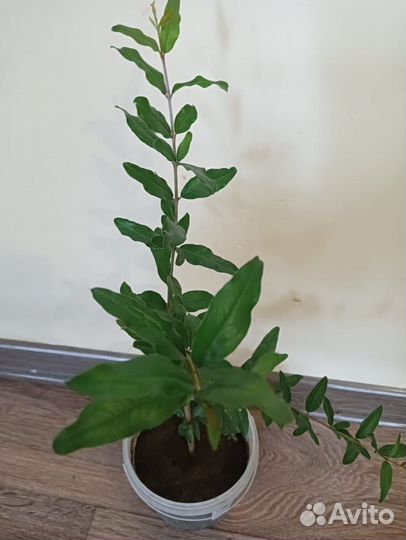 Саженцы узбекского граната в контейнере