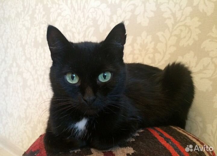 Лекси - роскошная, молодая, чёрная кошка в дар