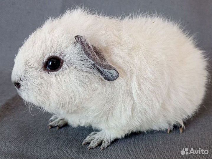 Мс Рекс - Кали