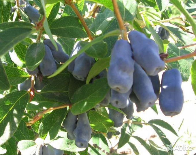 Жимолость Бакчарская саженцы