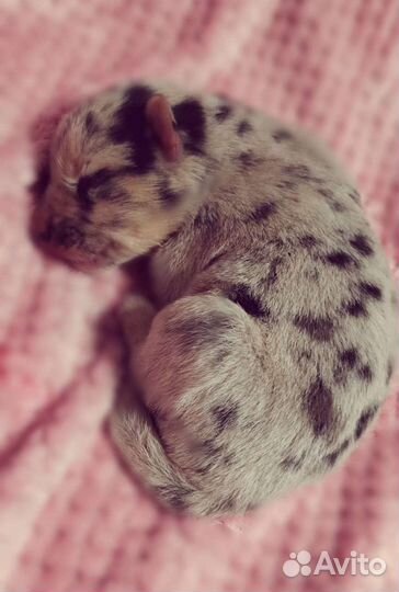 Щенки Аусси