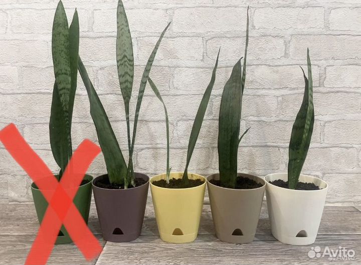 Сансевиерия