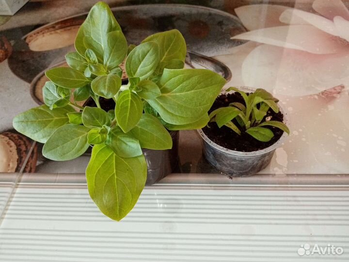 Петуния балконная, рассада