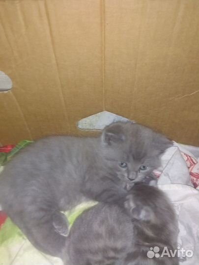 Британская