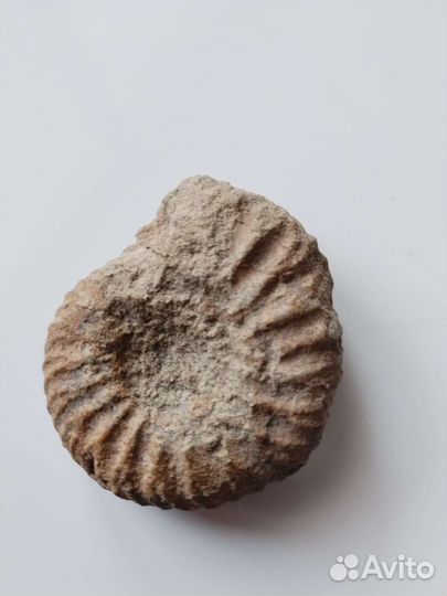 Окаменелости аммониты