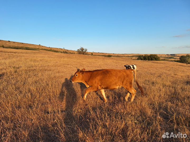 Коровы и телки стельные