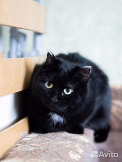 Трюфелька ищет дом