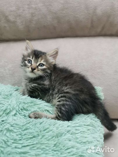 Малышка в добрые руки 1.1 месяц