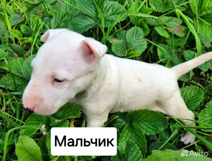 Миниатюрный бультерьер щенки