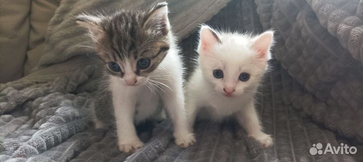 Отдам 2 котят. Девочки. 1,5 месяца