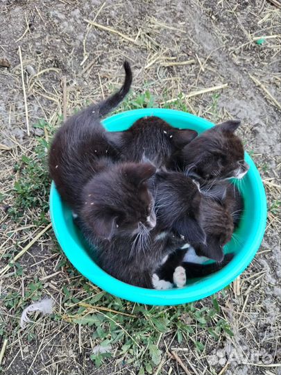 Котята в добрые руки 1 месяц