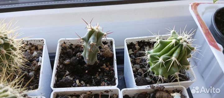 Эхинокактусы: грузони, инденс. Феррокактус