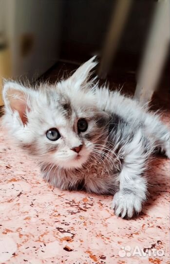 Котëнок мейн-кун