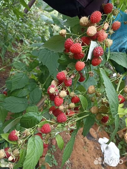 Малина ремонтантная смесь сортов