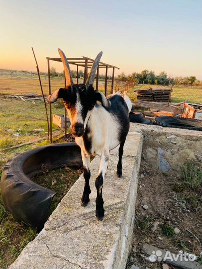 Дойные козы и козлята