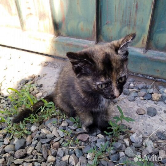 Котята в добрые руки 1 месяц