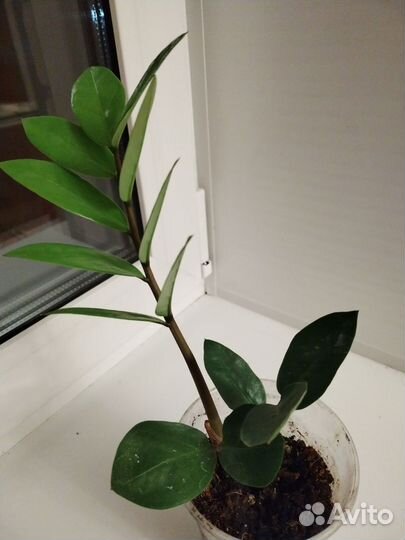 Замиакулькас