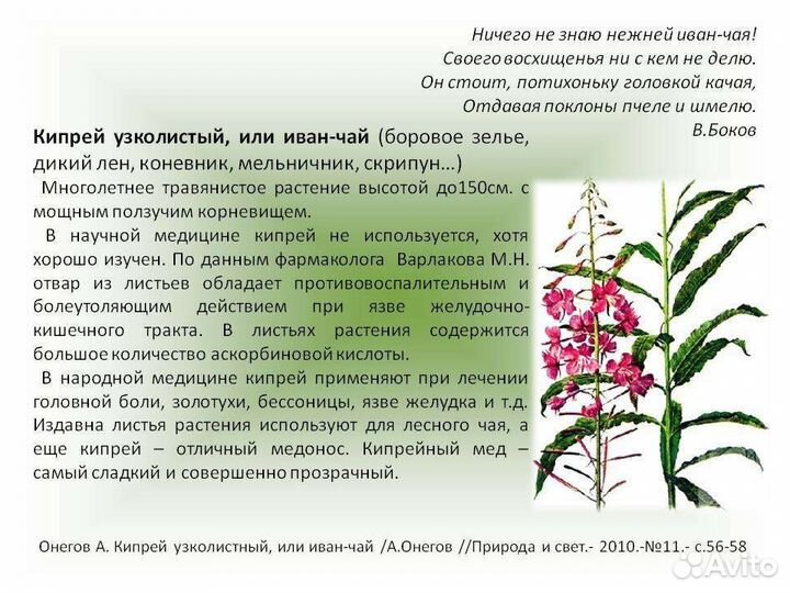 Иван чай ферментированный