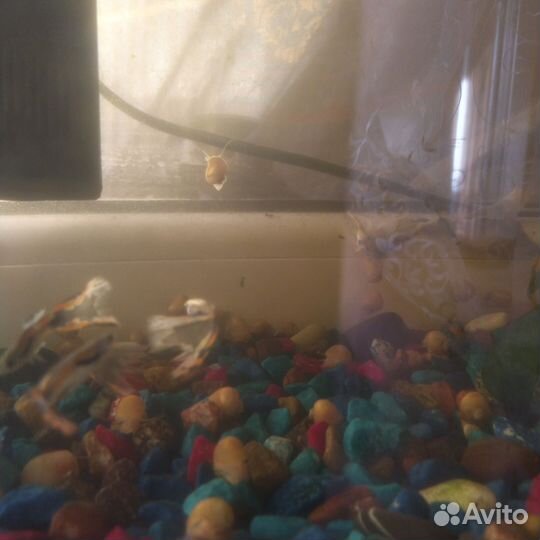 Аквариум с улитками и рыбками