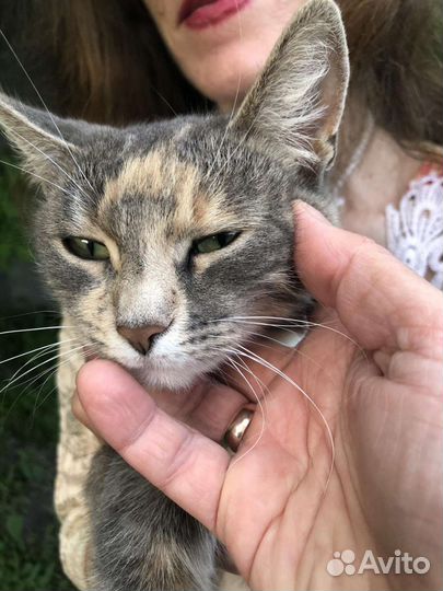 Кошечка в добрые руки