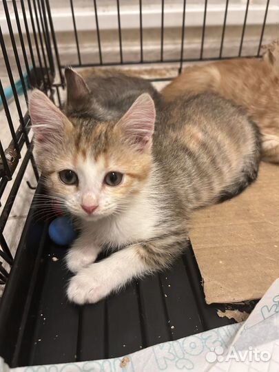 Трехцветный котенок