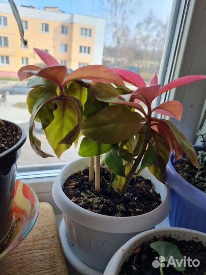 Домашнее растение, 2 вида