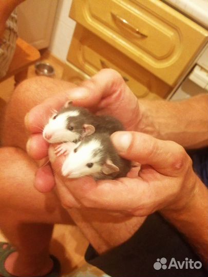 Красы дамбо