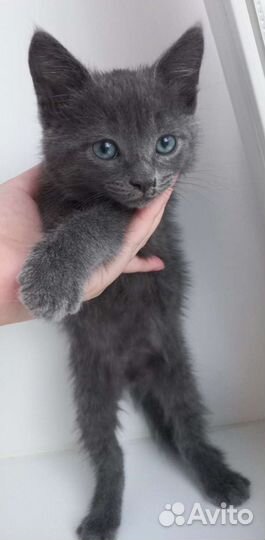 Котята ищут дом