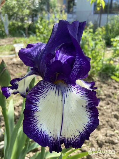 Сортовые Бородатые Ирисы
