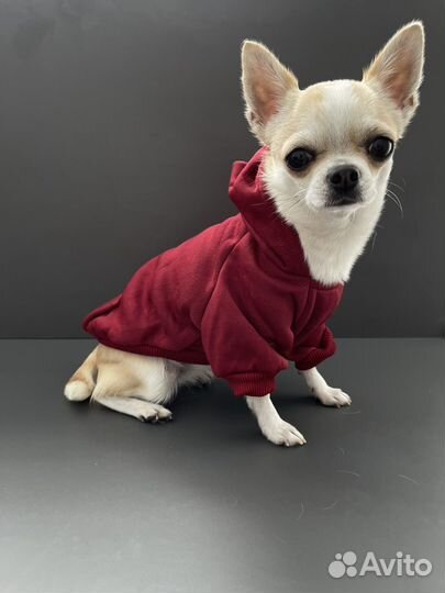 Одежда для собак