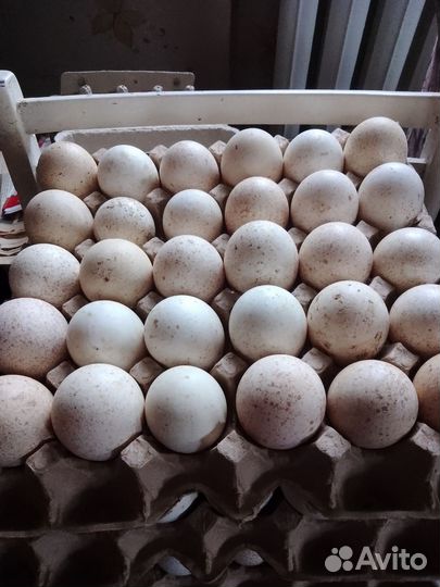 Яйца индоутки, индюшиная