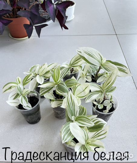 Комнатные растения цветы