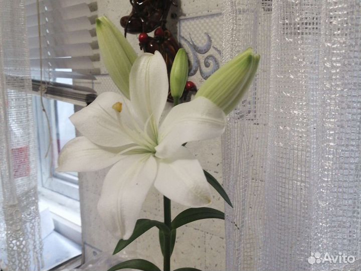 Лилии луковицы