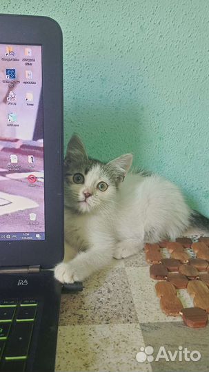 Кроха ищет семью