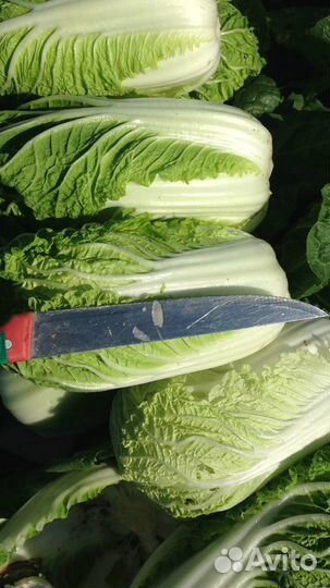 Капуста пекинская для чимчи