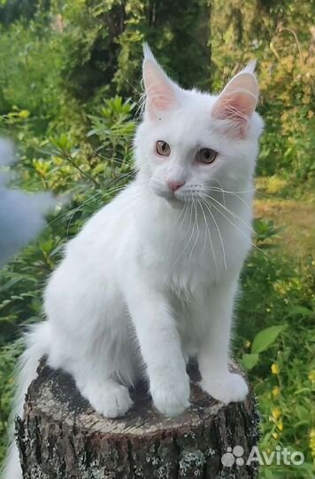 Белый Мейн-кун котенок