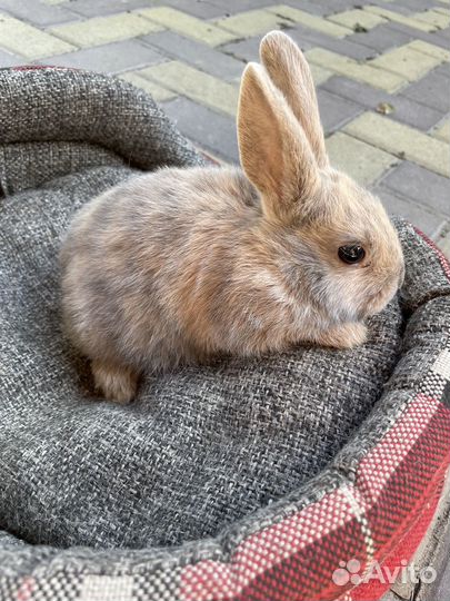 Декоротивные карликовые кролики 1мес