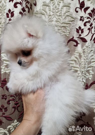 Померанский шпиц девочка