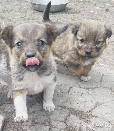 Щенки в дар в добрые руки