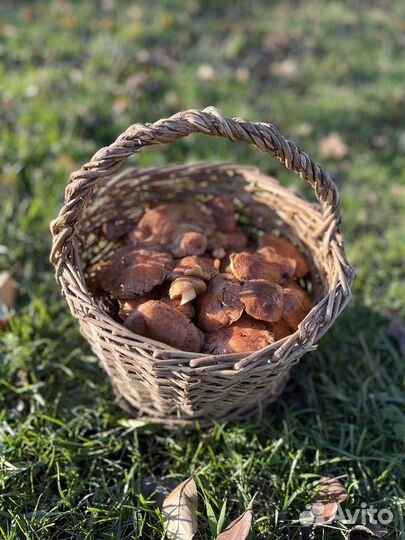 Грибы маслята