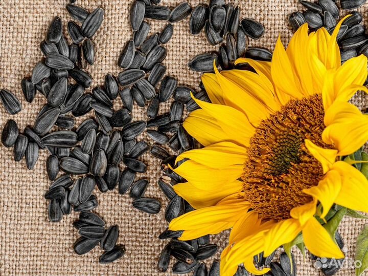 Гибриды семян кукурузы и подсолнечника