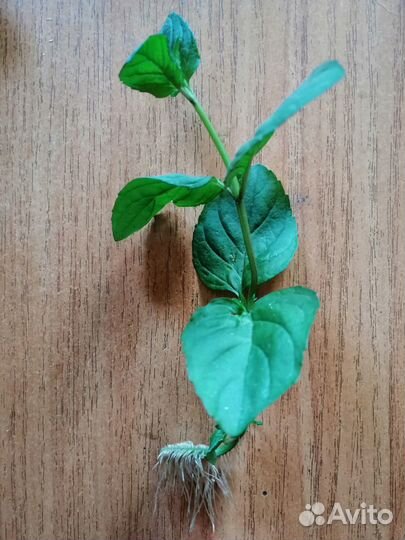 Сортовая мята Блек Митчем, мята Мандариновая