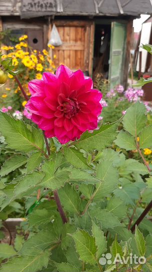 Георгины клубни