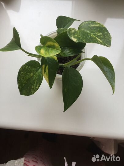 Лиана сциндапсус (укоренённые цветы)