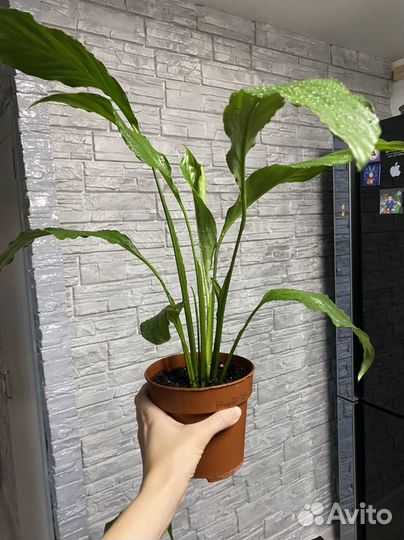 Спатифиллум